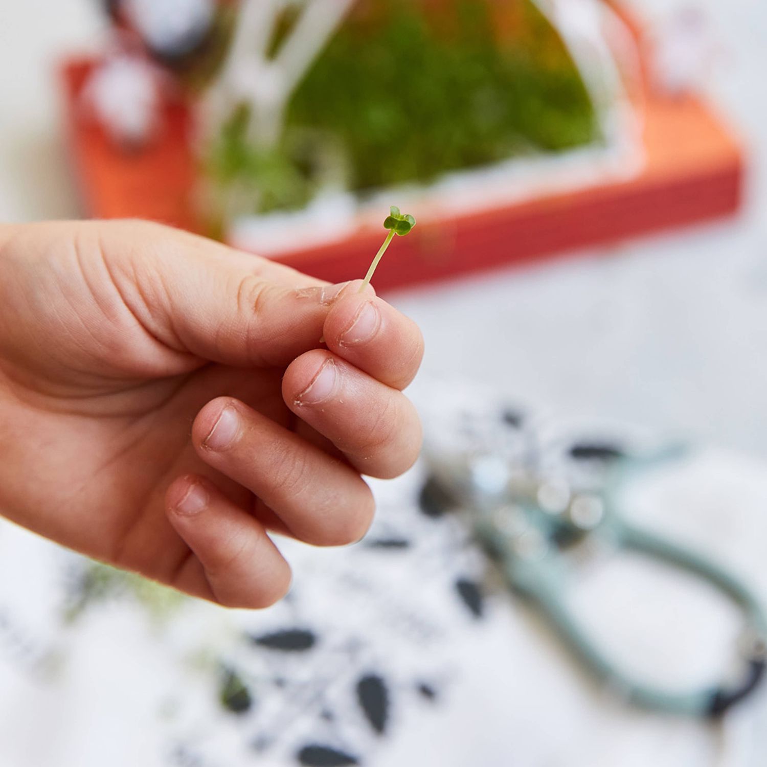 Microgreens DIY Kit: Out of this World