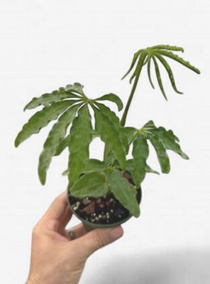 4" Anthurium Polyschistum