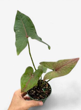 4" Cryptosperma Johnstonii