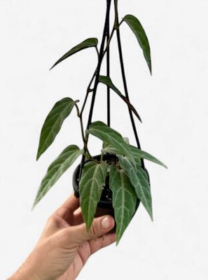 4" Cissus Amazonica Hanging Basket