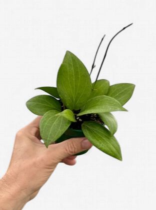 4" Hoya Pottsii