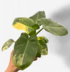 4" Philodendron Burle Marx Variegated