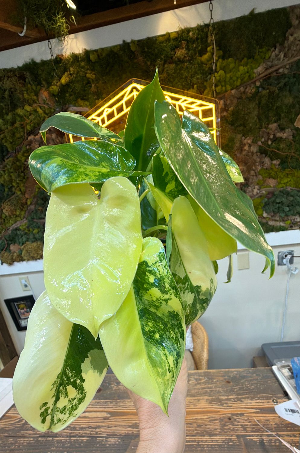 4" Philodendron Burle Marx Variegated