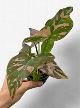 4" Syngonium Pink Splash