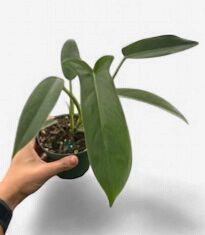 4" Philodendron 'Bette Waterbury' (69686)
