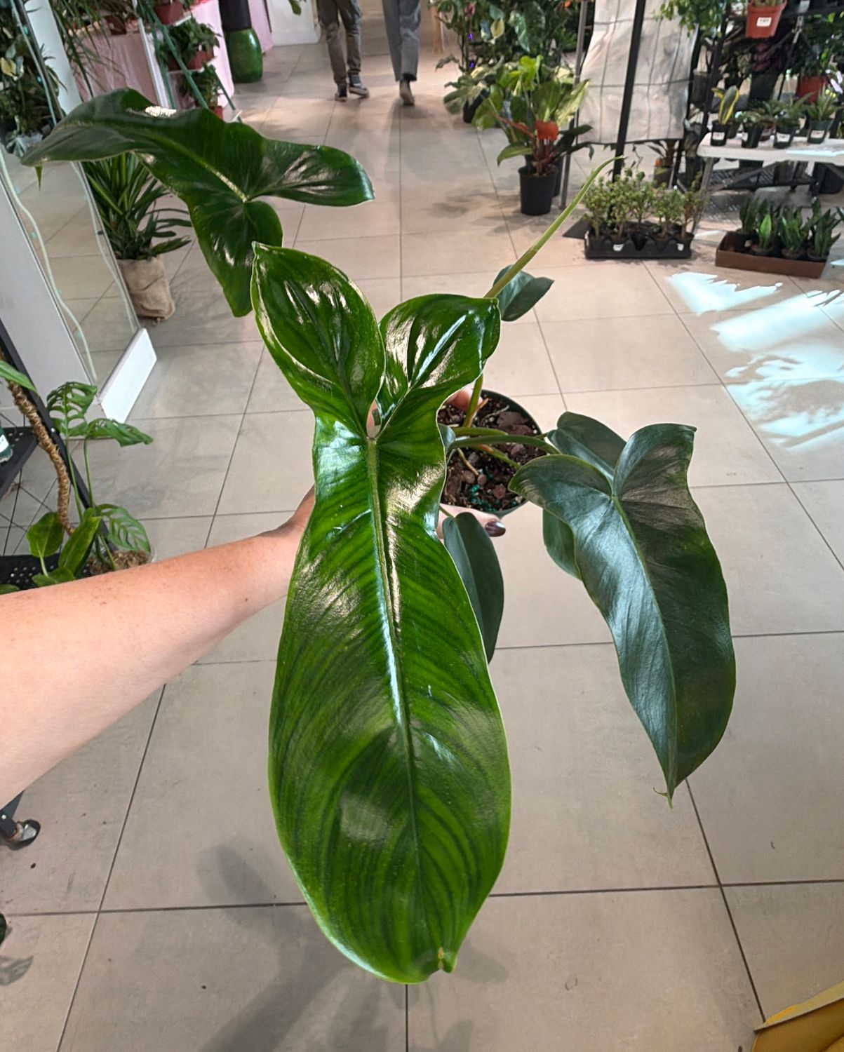 4" Philodendron 'Bette Waterbury' (69686)