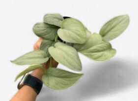 4" Scindapsus 'Silver Hero'