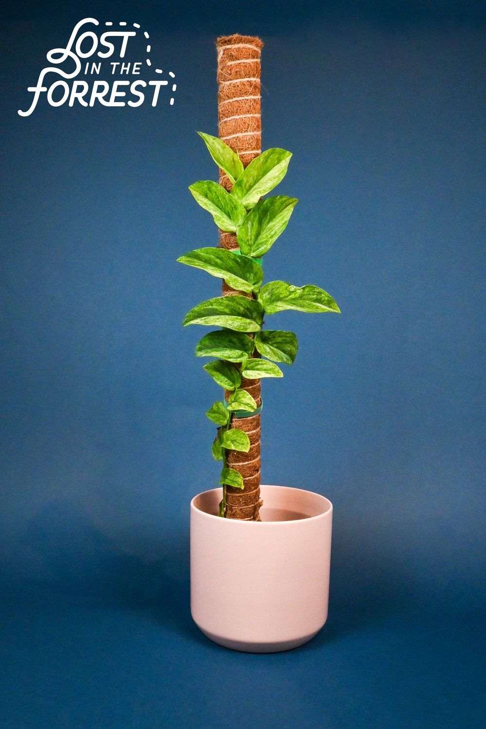 Stackable Coir Pole: 24"