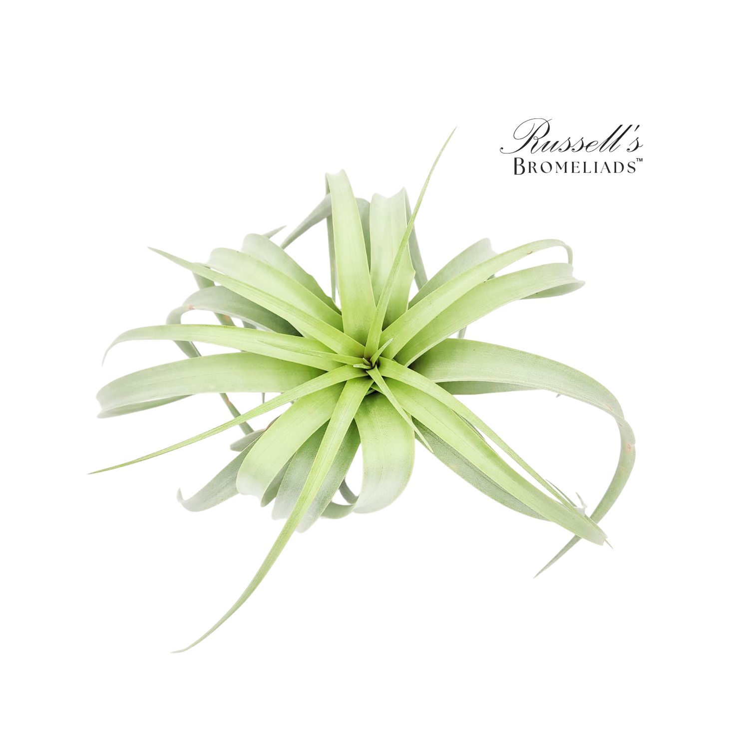 Tillandsia Capitata 'Xerographica' 8-10"