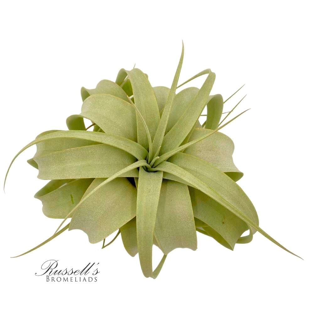 Tillandsia Xerographica 5-7"