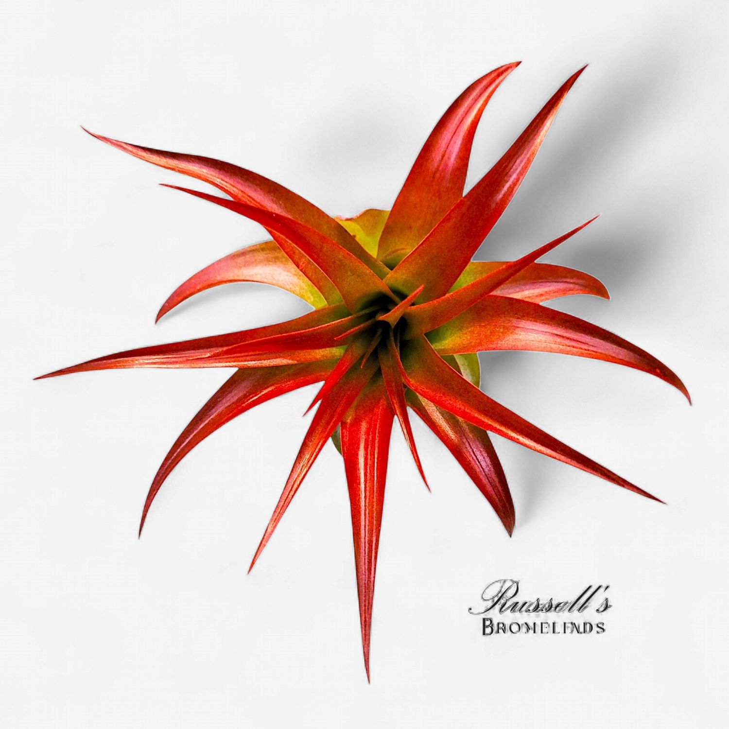 Tillandsia Abdita Premium Hybrid 2-3"