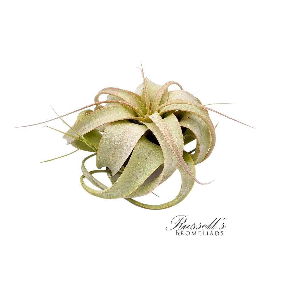 Tillandsia Xerographica 3-5"