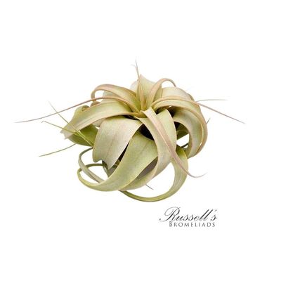 Tillandsia Xerographica 3-5"