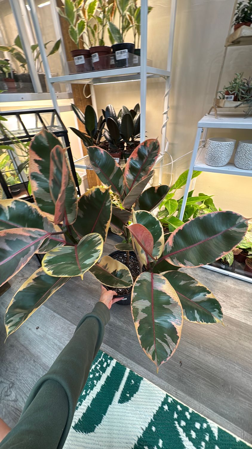 8" Ficus Ruby
