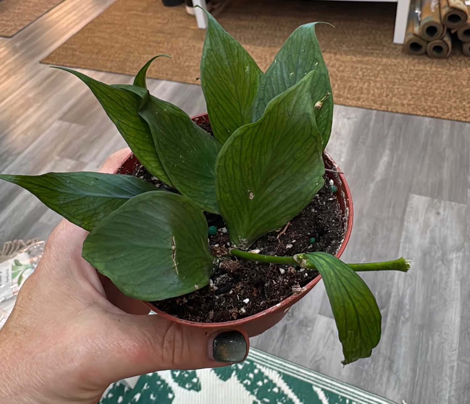 4" Hoya Polyneura