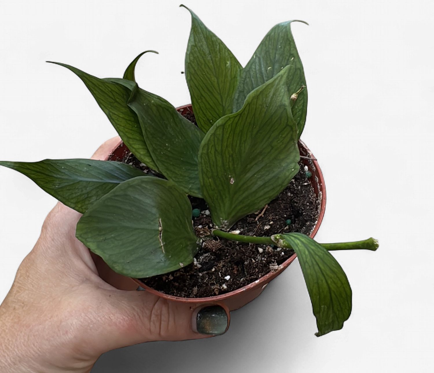 4" Hoya Polyneura