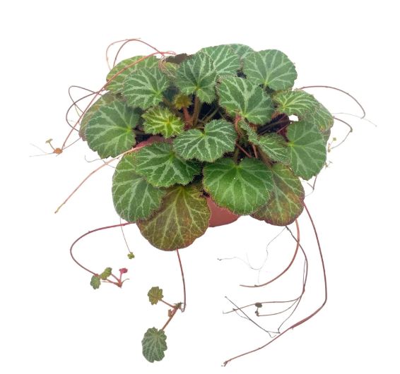 4" Strawberry Begonia