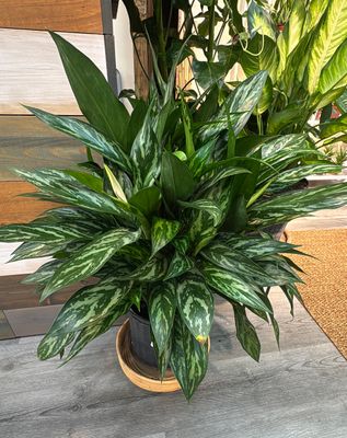 10" Aglaonema Tigress
