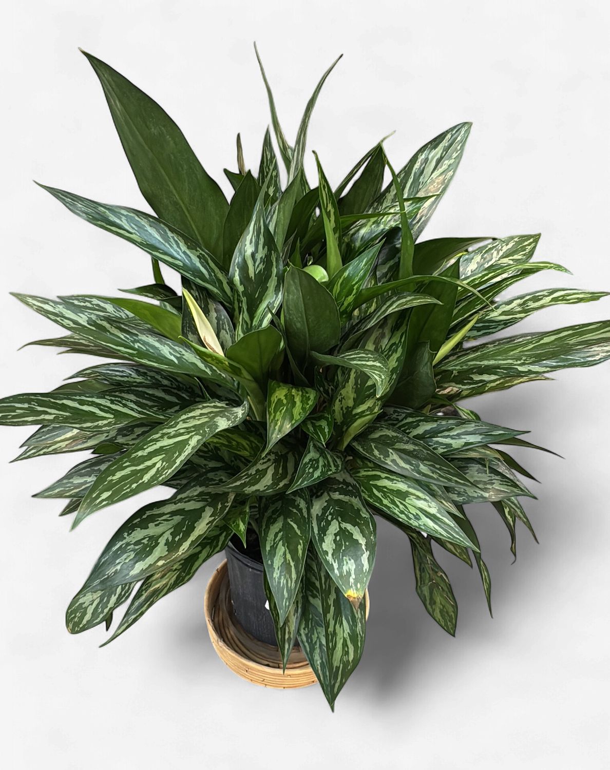 10" Aglaonema Tigress