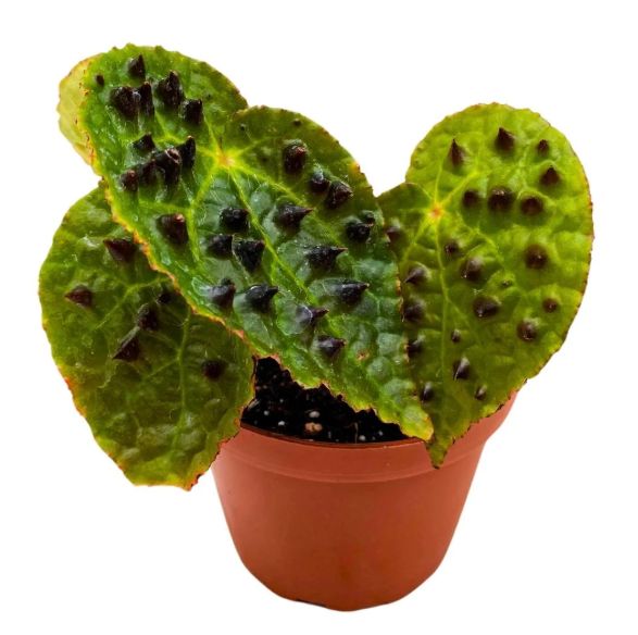 4" Begonia Ferox