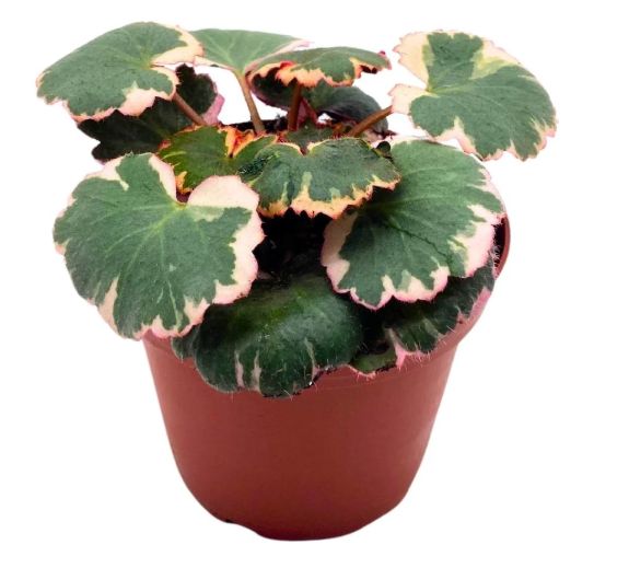 4" Variegated Strawberry Begonia