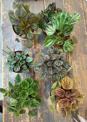 4" Peperomia