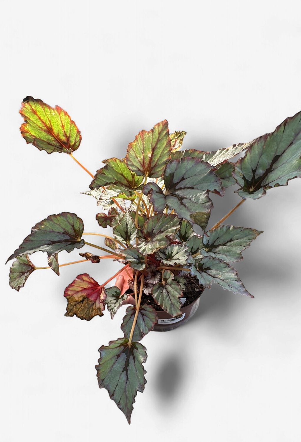 6" Rex Begonia