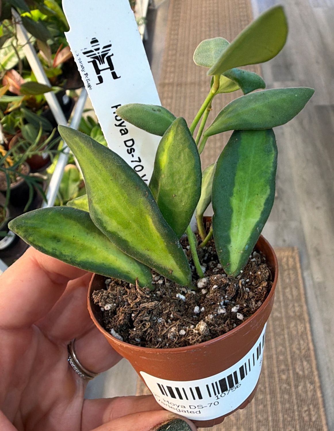 2" Hoya DS-70 Variegated
