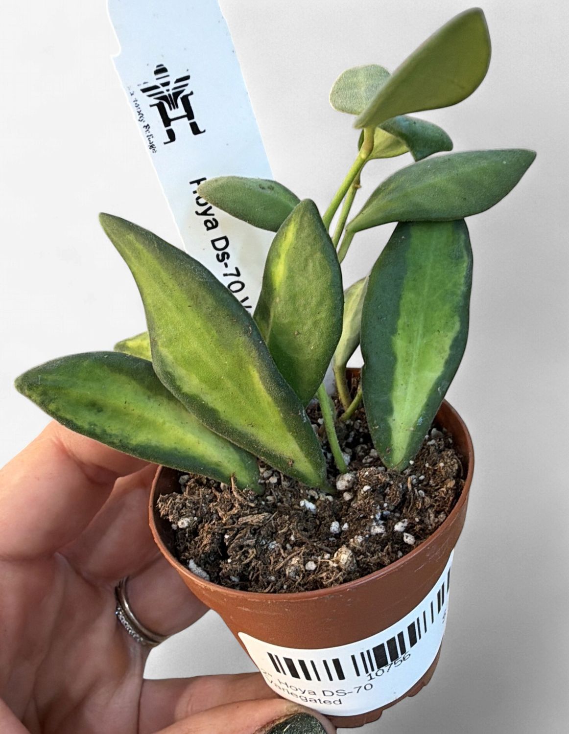 2" Hoya DS-70 Variegated