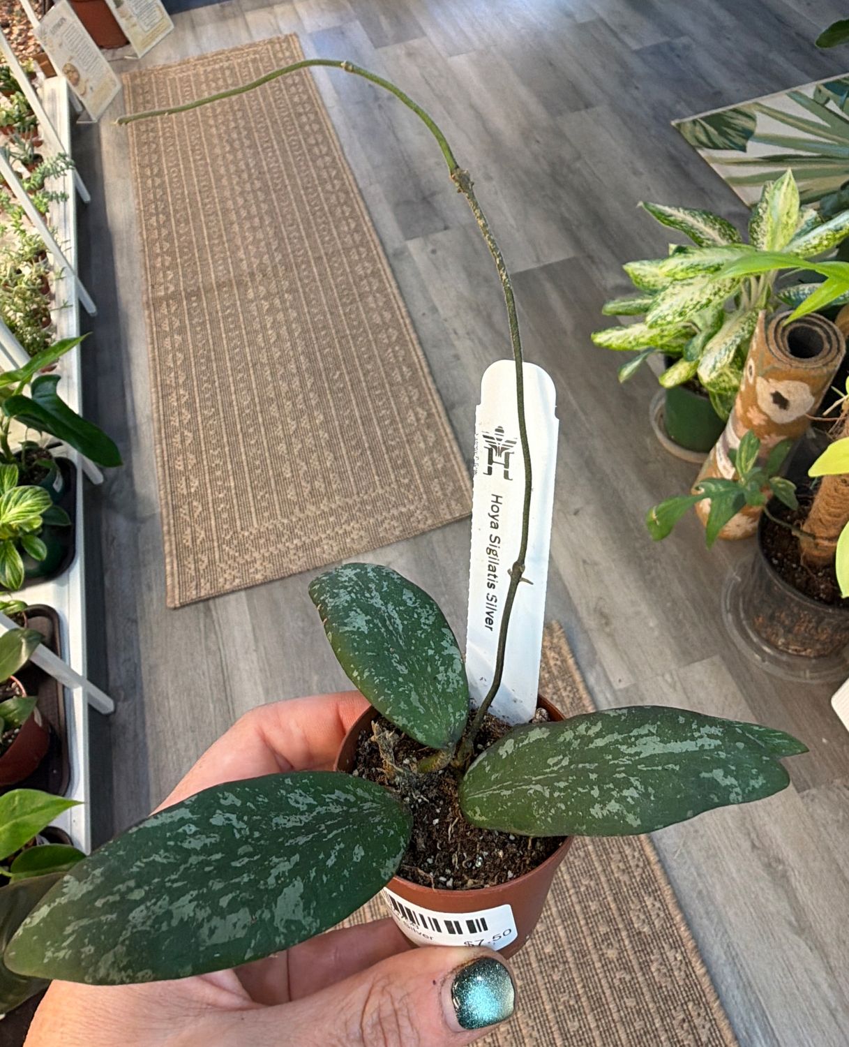 2" Hoya Sigilatis Silver