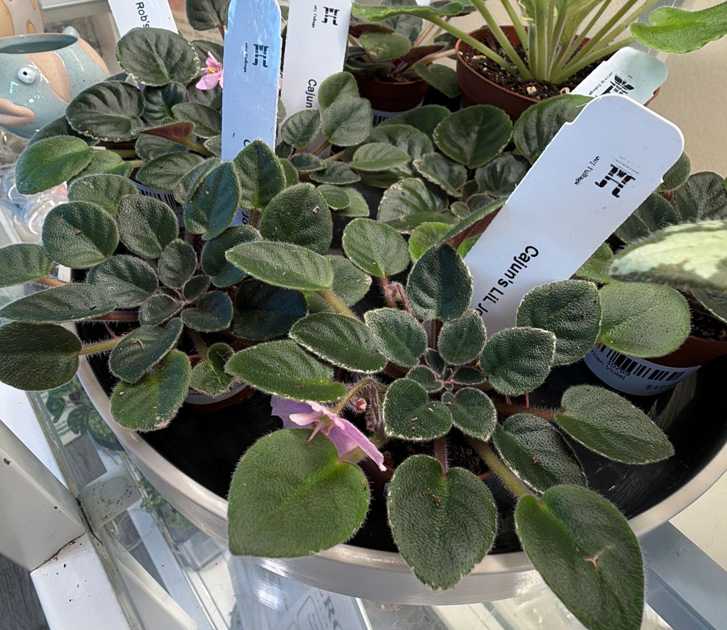 2" Mini African Violet