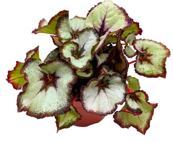 4" Begonia Vertigo