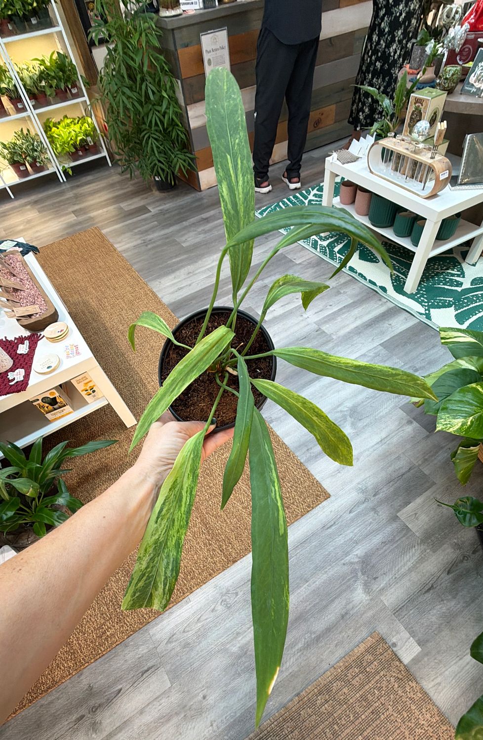 6" Anthurium Vittariifolium Variegated