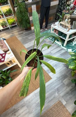 6" Anthurium Vittariifolium Variegated