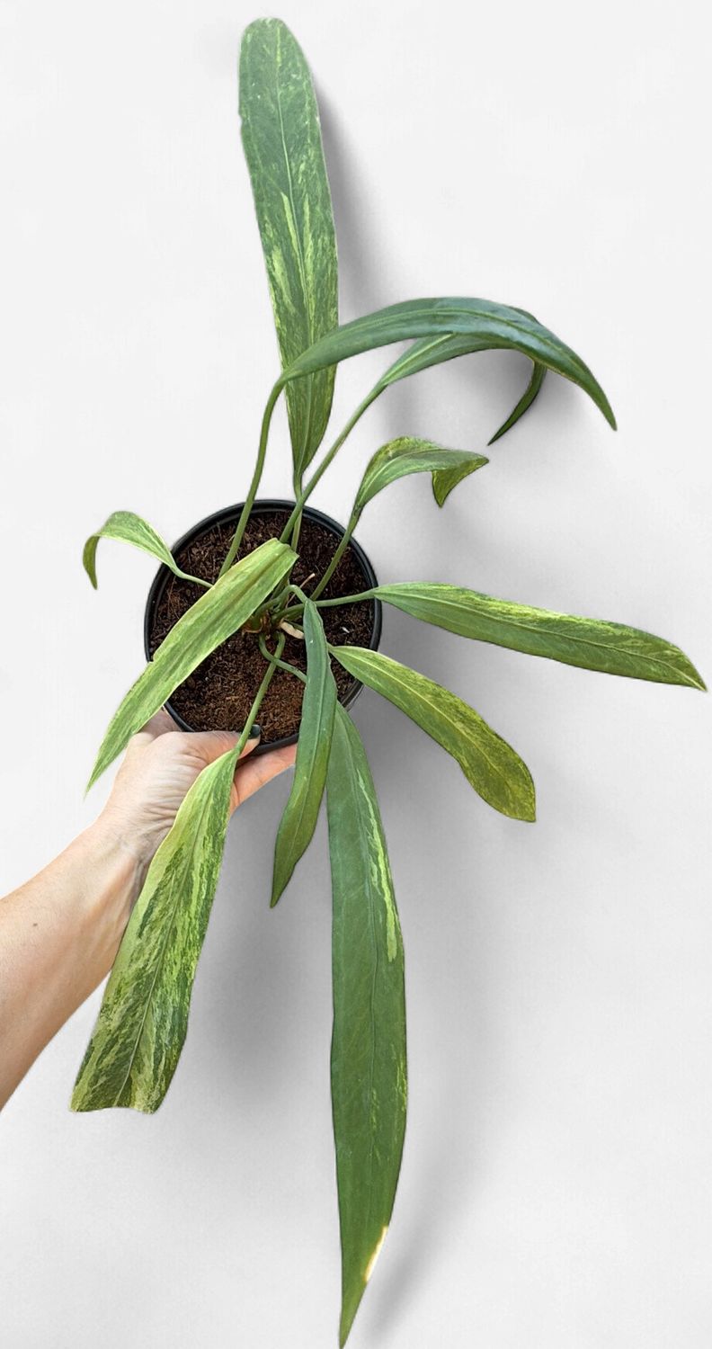 6" Anthurium Vittariifolium Variegated