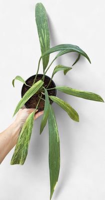 6" Anthurium Vittariifolium Variegated