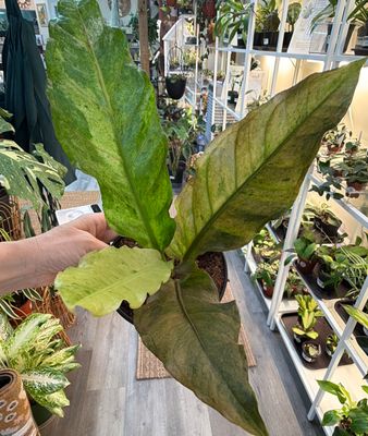 6" Anthurium Renaissance Variegated