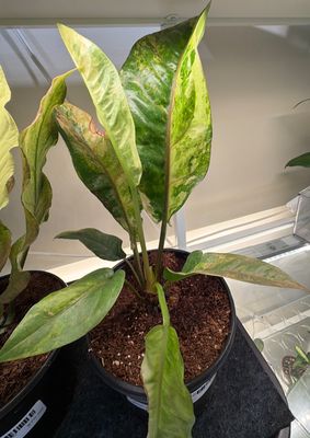 6" Anthurium Renaissance Variegated
