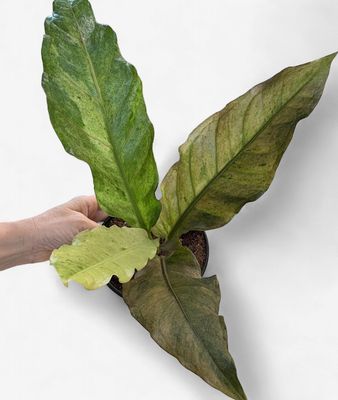6" Anthurium Renaissance Variegated