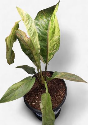 6" Anthurium Renaissance Variegated