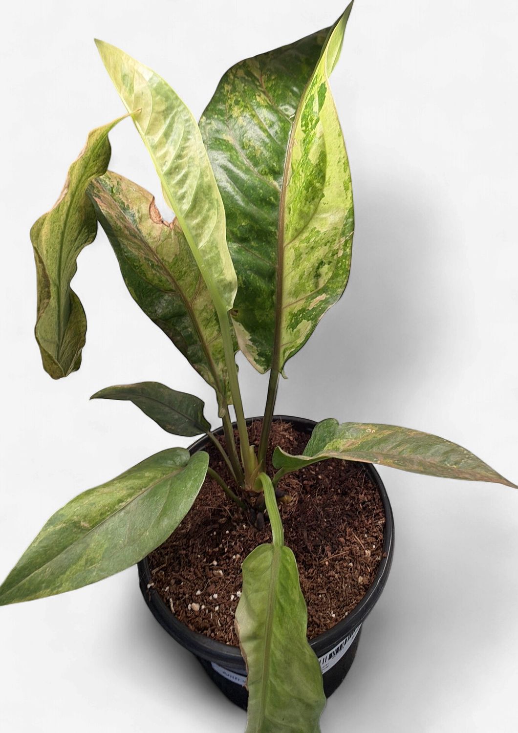 6" Anthurium Renaissance Variegated