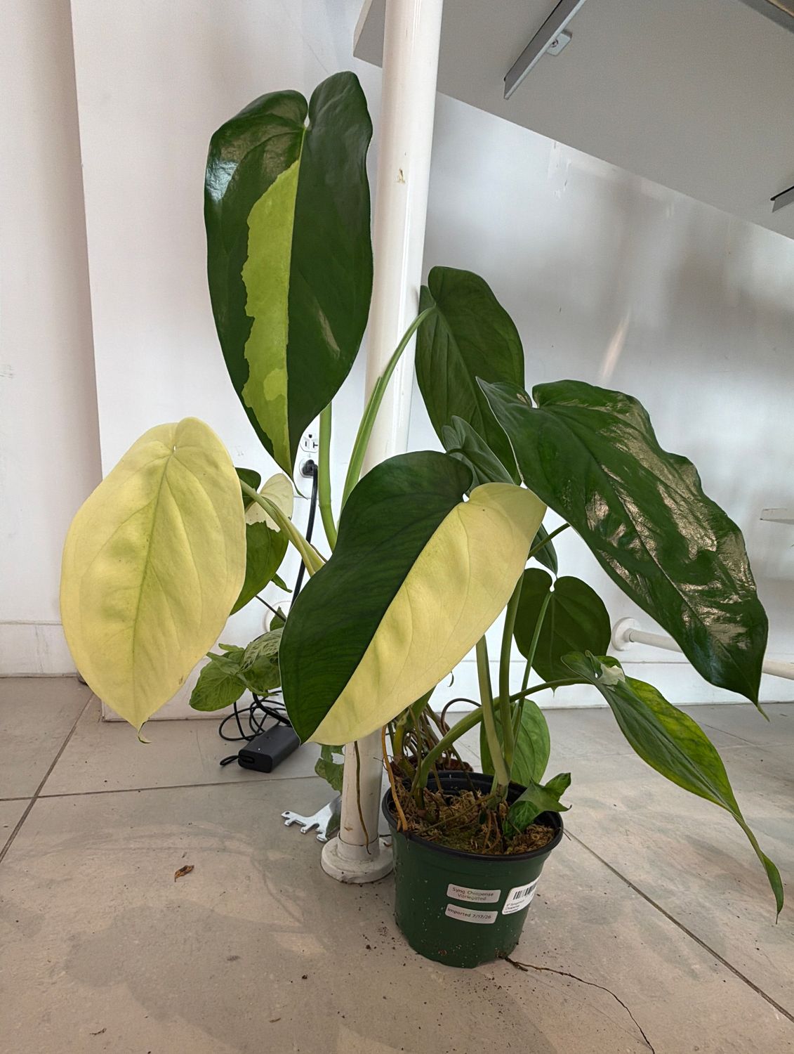 6" Syngonium Chiapense Variegated