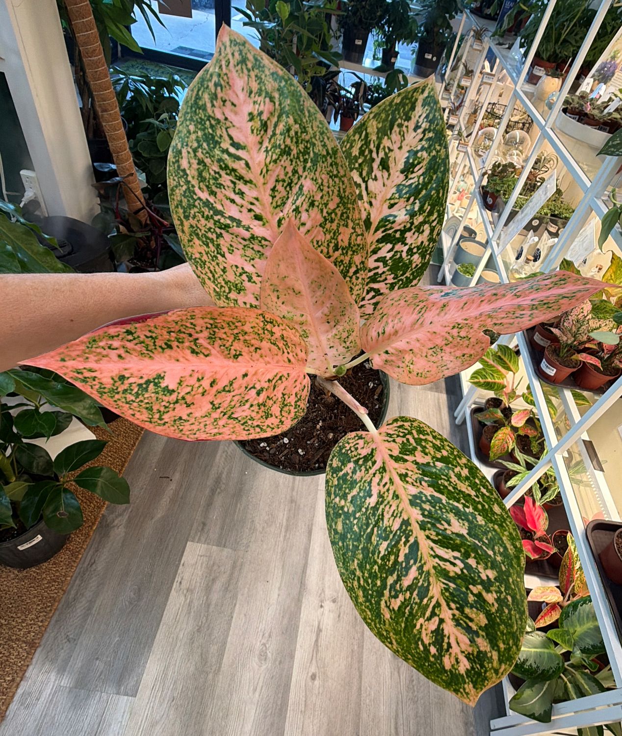 6" Aglaonema Orange Stardust
