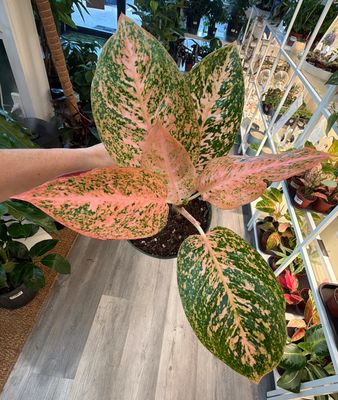 6" Aglaonema Orange Stardust
