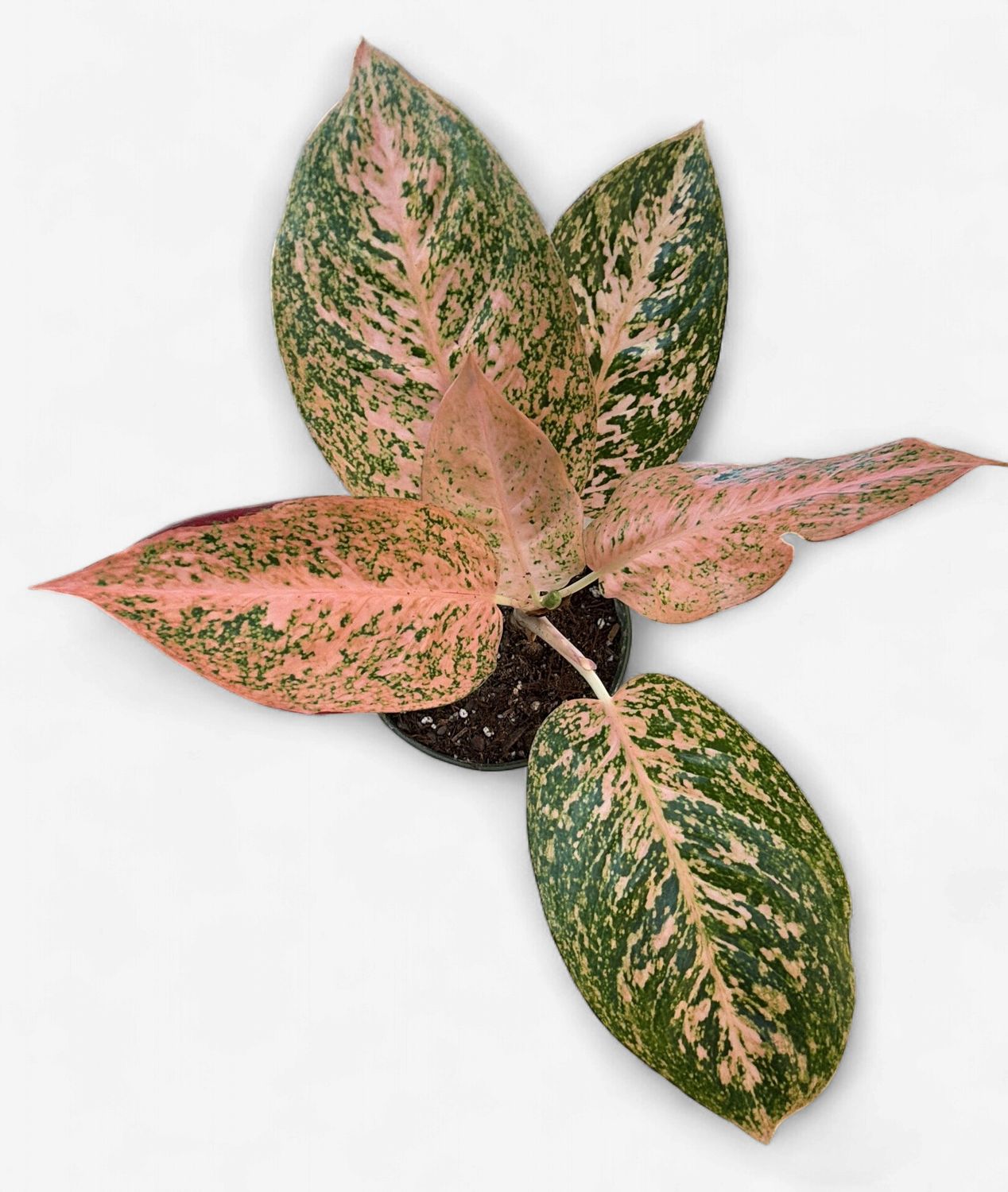6" Aglaonema Orange Stardust