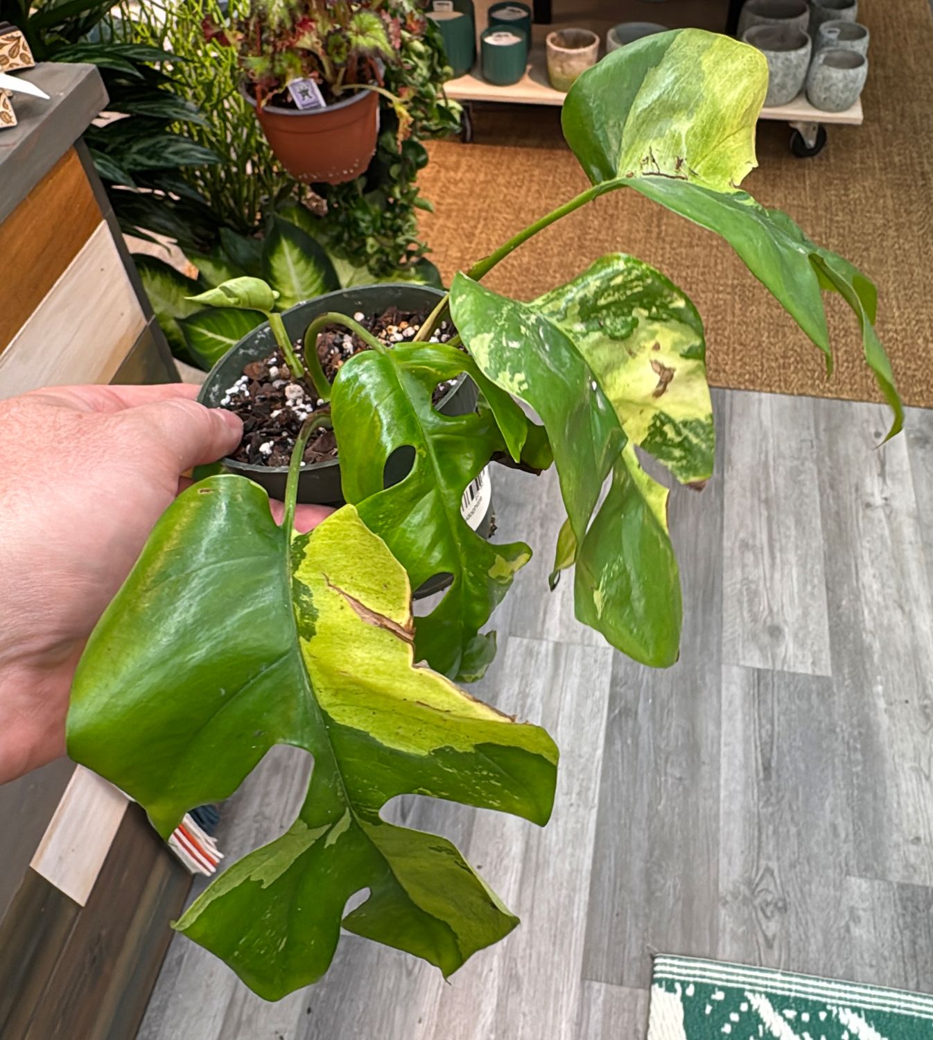 4" Rhaphidophora Ginny Variegated