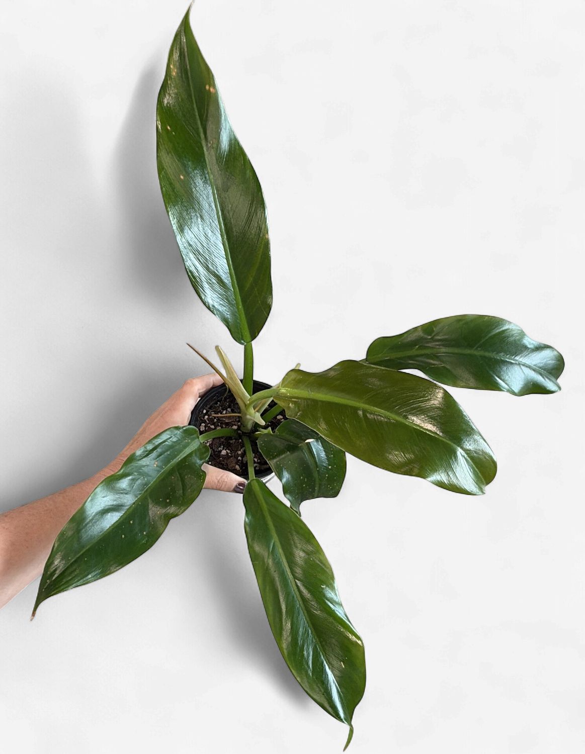 4" Philodendron Ruizii