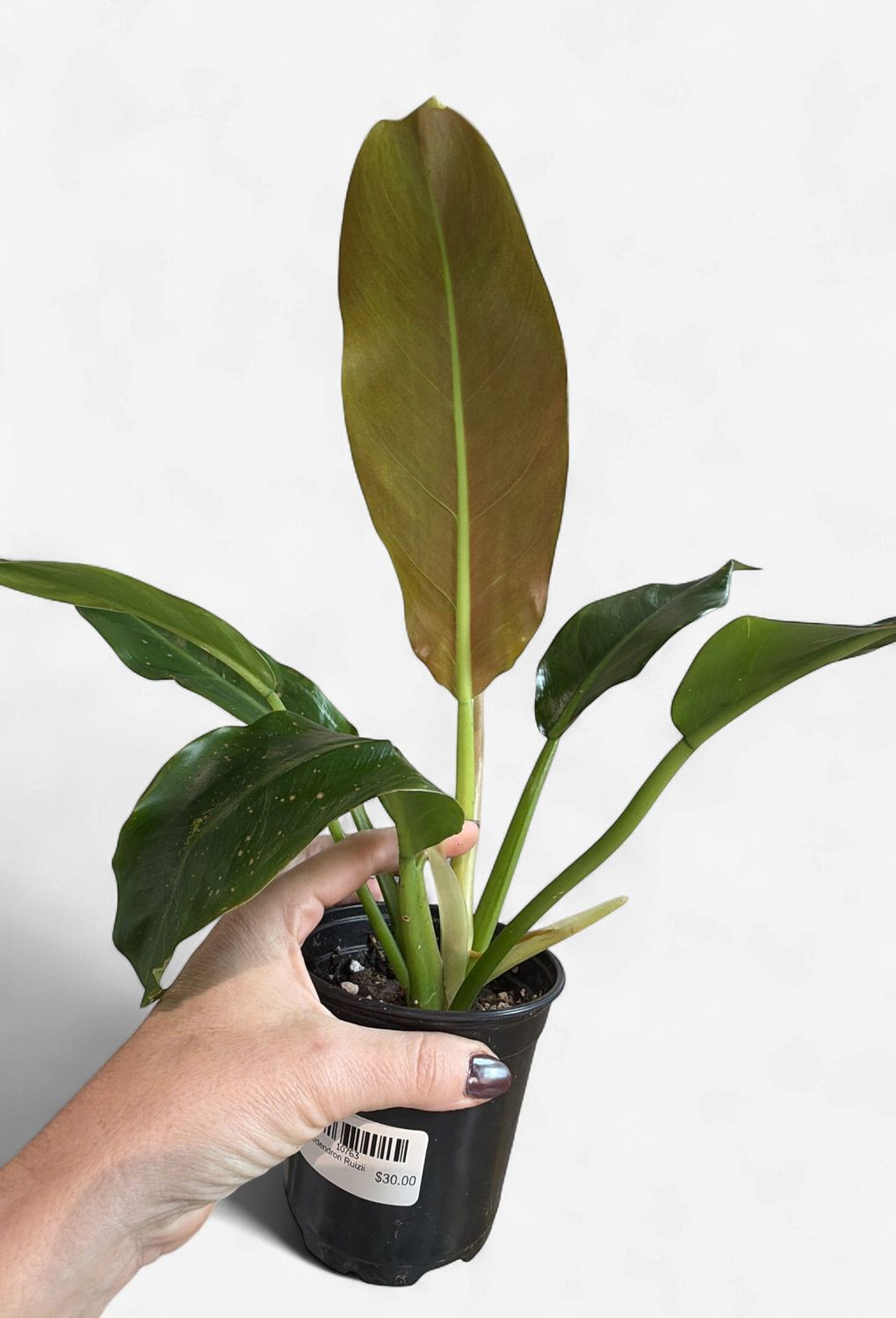 4" Philodendron Ruizii