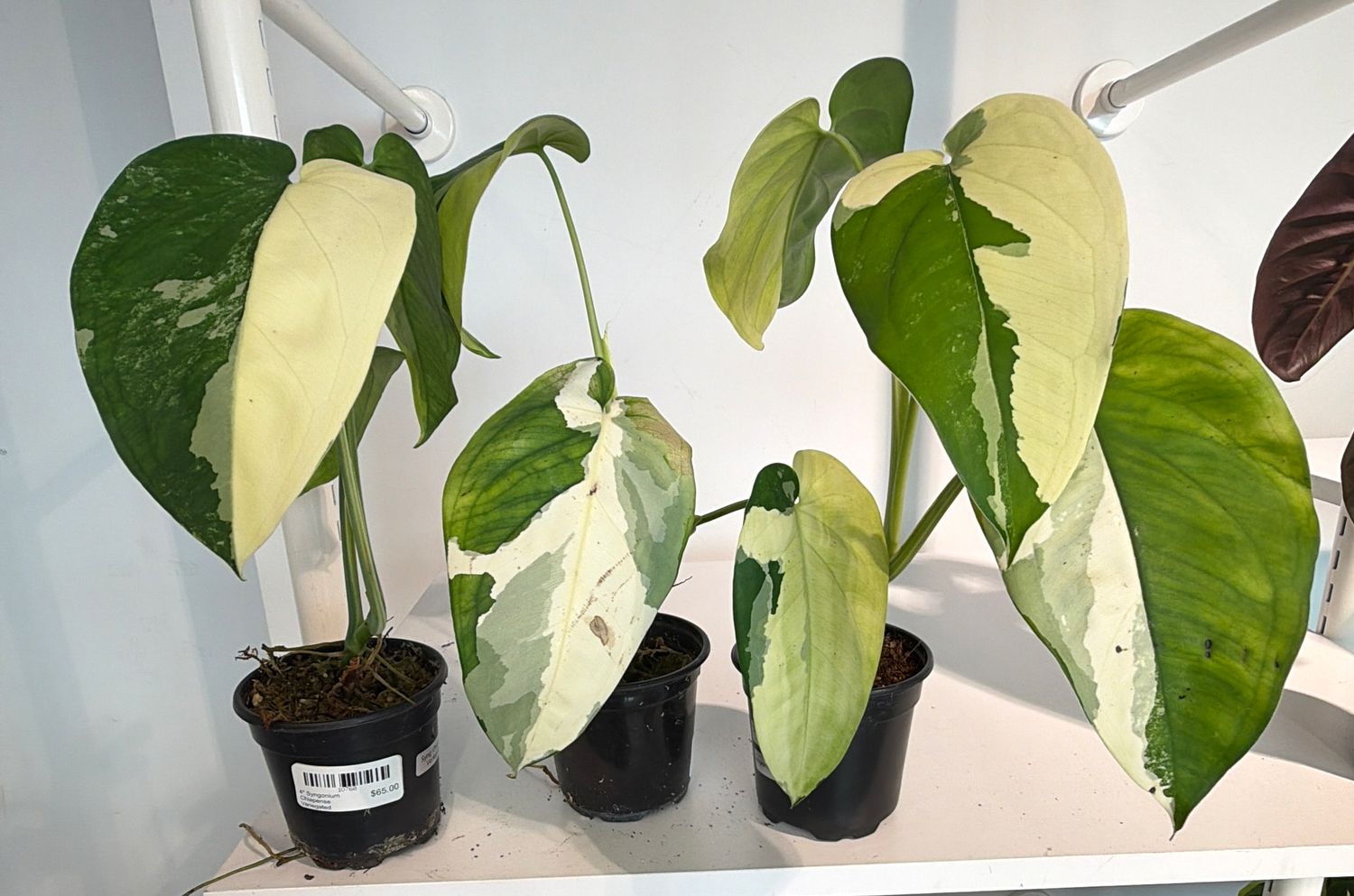 4" Syngonium Chiapense Variegated