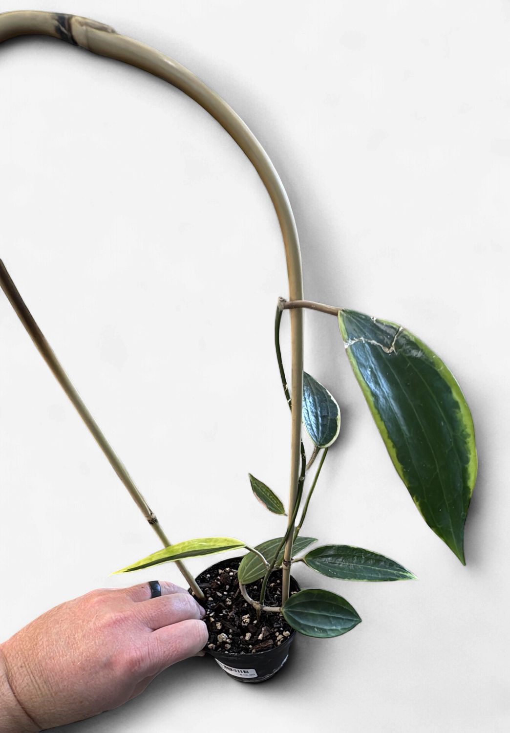 4" Hoya Latifolia Macrophylla Albomarginata